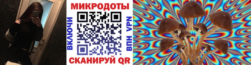 Псилоцибиновые грибы Psilocybe  купить наркоту  Новокубанск 