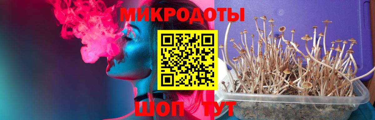 Галлюциногенные грибы Psilocybine cubensis  где купить наркоту  Псилоцибиновые грибы Cubensis  Новокубанск  Вход с VPN 